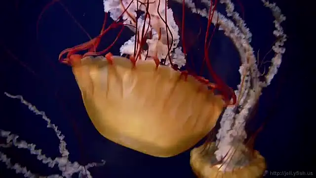 streamy test13 online show from 12/03/24, 09:55