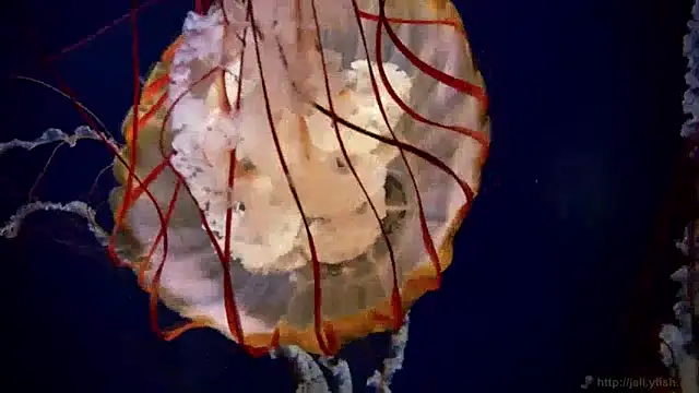 streamy test13 online show from 12/20/24, 01:11