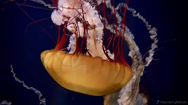 streamy test13 online show from 02/04/25, 08:13