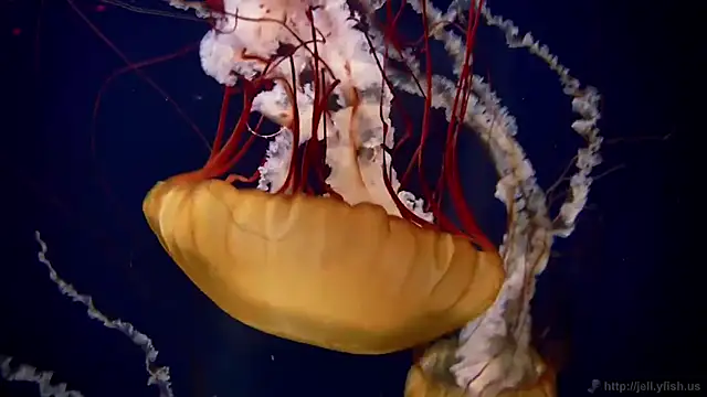 streamy test13 online show from 10/20/25, 01:55