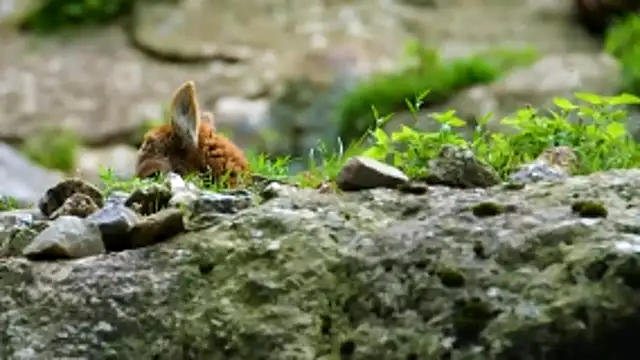 streamy test13 online show from 03/31/26, 08:26