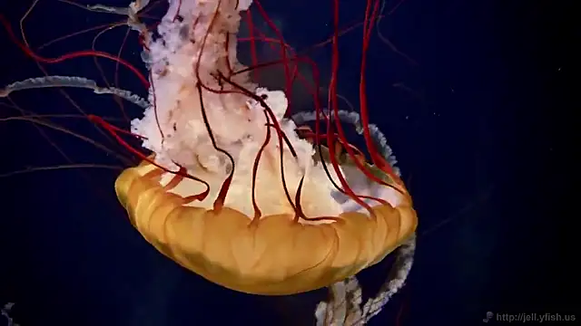 streamy test15 online show from 09/19/25, 10:16