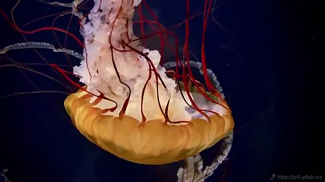 streamy test15 online show from 09/22/25, 11:34