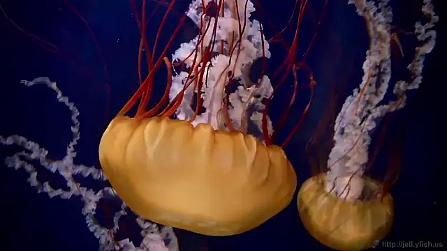 streamy test15 online show from 10/27/25, 11:58