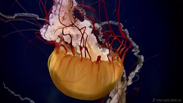 streamy test15 online show from 11/19/25, 09:53