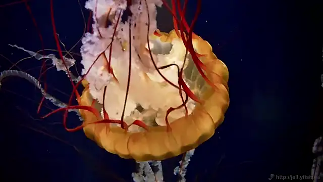 streamy test15 online show from 12/18/25, 09:15