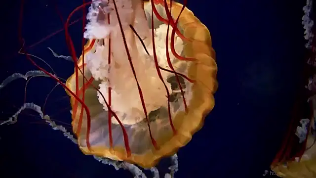 streamy test15 online show from 01/14/26, 11:38