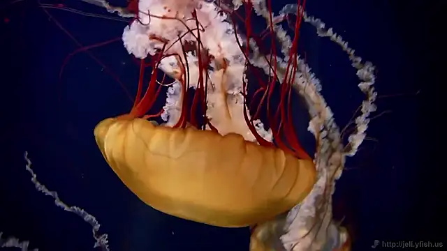 streamy test15 online show from 02/11/26, 03:17