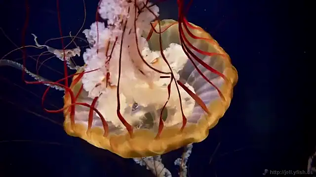 streamy test15 online show from 02/12/26, 01:39