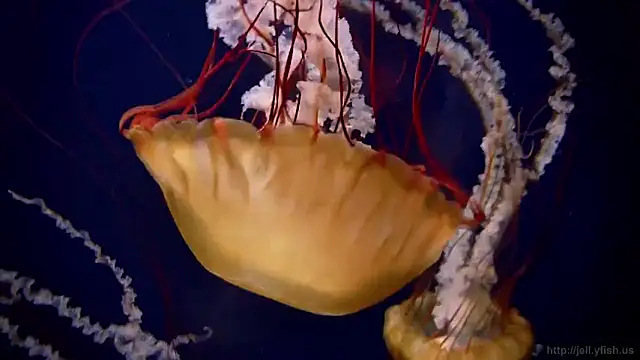 streamy test15 online show from 02/16/26, 04:25