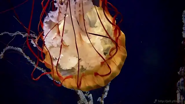 streamy test15 online show from 02/24/26, 02:15