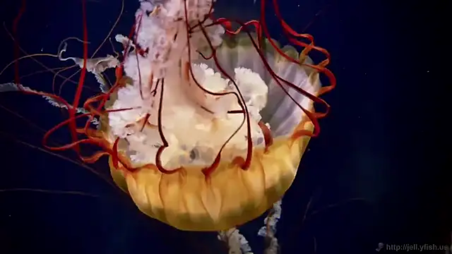 streamy test15 online show from 03/05/26, 10:44