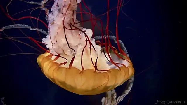 streamy test15 online show from 03/13/26, 01:40