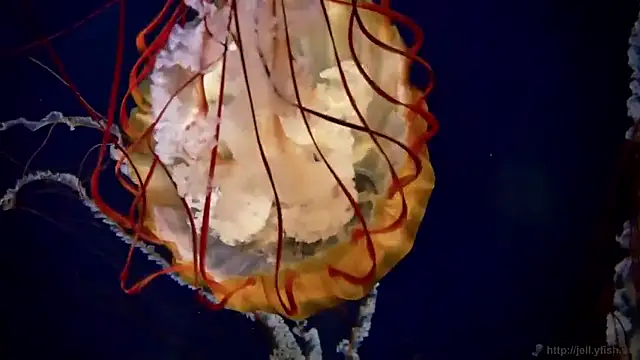 streamy test15 online show from 03/17/26, 09:34