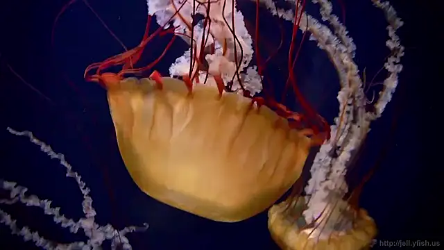 streamy test15 online show from 03/26/26, 11:05