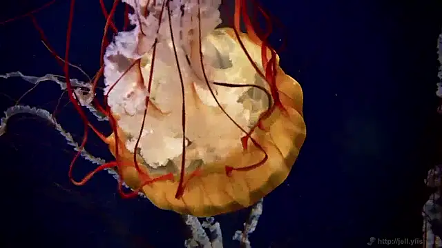 streamy test15 online show from 04/02/26, 10:57