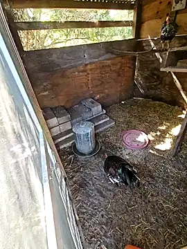 Mistress Melissa online show from 02/03/25, 04:41