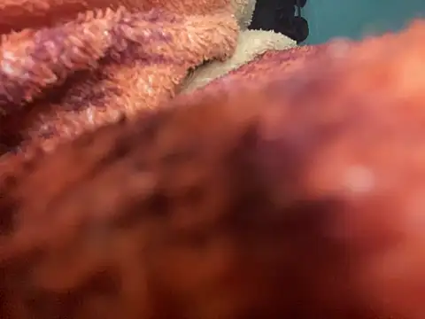 king cum  online show from 01/30/25, 02:49