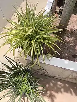 Snapshot of king_cum_ chatting on 02/12/26, 02:34 king cum online show from 02/12/26, 02:34