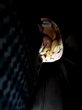 Policeman20742 online show from 03/17/25, 05:16