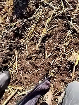 Snapshot of murokkk31 chatting on 12/18/25, 09:37 murokkk31 online show from 12/18/25, 09:37