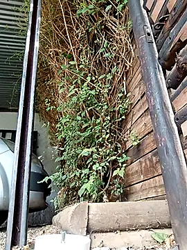 slimmydaddy69 online show from 04/19/26, 07:51