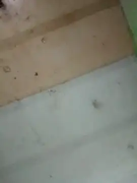 Alonsomadeira online show from 02/10/26, 11:53