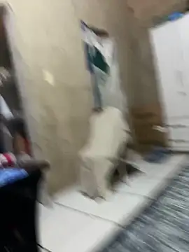 Snapshot of HenriqueH3 chatting on 03/02/26, 04:14 HenriqueH3 online show from 03/02/26, 04:14