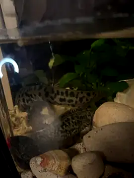 Snapshot of BroadFantasy chatting on 10/18/25, 07:14 BroadFantasy online show from 10/18/25, 07:14