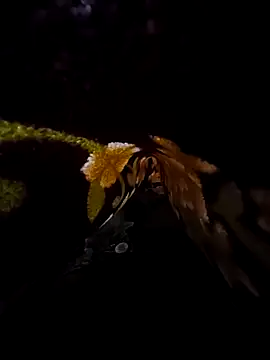 Snapshot of SageElement2 chatting on 03/14/25, 08:17 SageElement2 online show from 03/14/25, 08:17