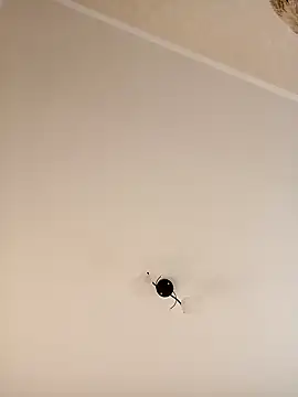 Snapshot of YuliannaFox chatting on 12/24/24, 07:06 YuliannaFox online show from 12/24/24, 07:06