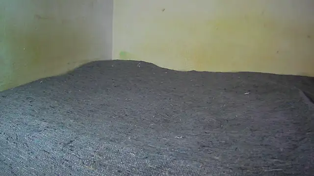 fern tlk online show from 12/17/24, 08:21