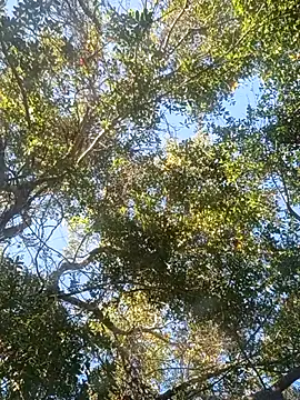 Snapshot of Buffshagswell chatting on 11/18/25, 07:18 Buffshagswell online show from 11/18/25, 07:18