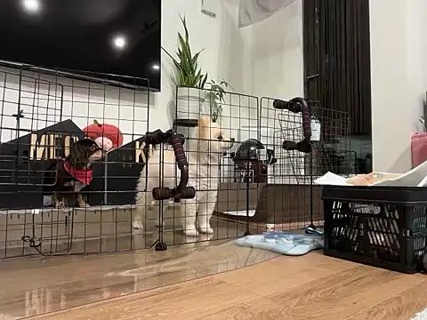 kensnb online show from 11/28/25, 08:17