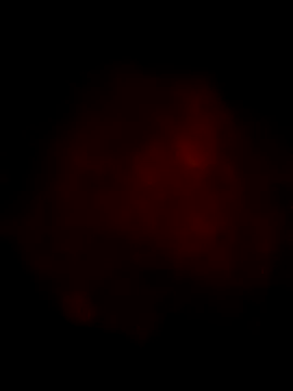 Ozomitro online show from 03/13/25, 04:23