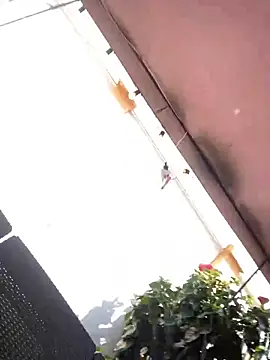 Praga Pink online show from 12/11/24, 05:59