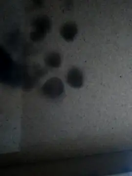 Snapshot of Leocesar37 chatting on 11/25/25, 05:57 Leocesar37 online show from 11/25/25, 05:57