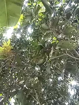 desicockblack online show from 01/02/25, 04:41