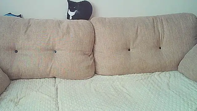 Ostin meow online show from 12/26/24, 08:07