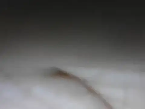 Snapshot of samee00721 chatting on 01/24/25, 08:11 samee00721 online show from 01/24/25, 08:11