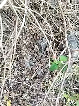 Guru2 online show from 01/26/25, 02:03