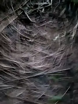 Guru2 online show from 01/29/25, 01:17