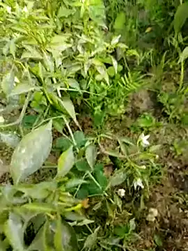 Snapshot of sweet_suman chatting on 01/15/25, 10:38 sweet suman online show from 01/15/25, 10:38