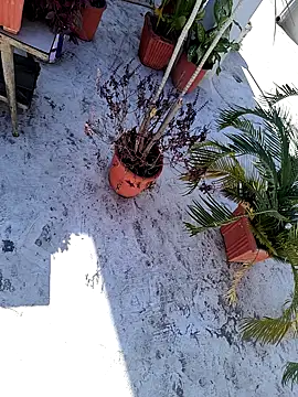 Snapshot of dreamers_dick chatting on 01/03/25, 06:44 dreamers dick online show from 01/03/25, 06:44