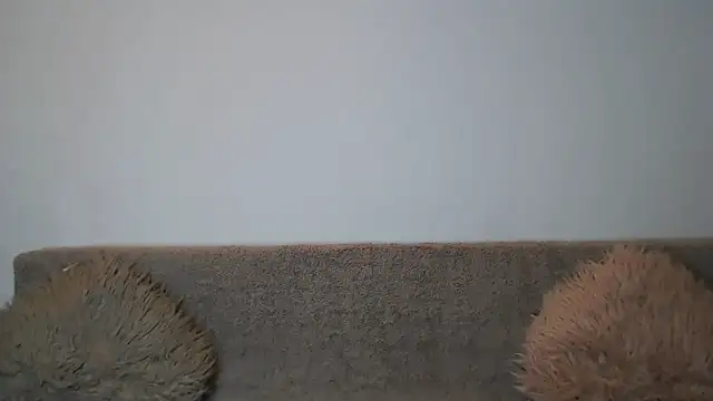 AshlineKatte online show from 02/09/26, 11:03