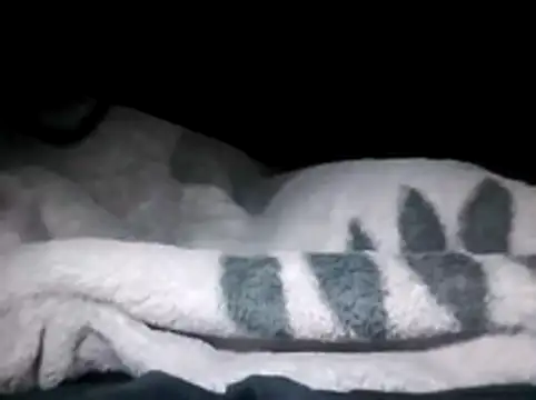 LaneYam online show from 03/28/26, 12:32