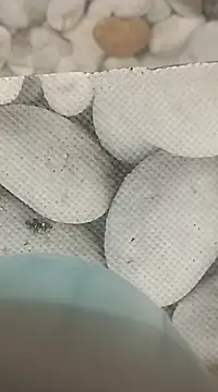 Playboy bhabhi 00 online show from 02/25/25, 08:14