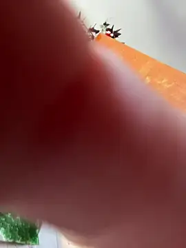 JaneVibes online show from 07/27/26, 09:49