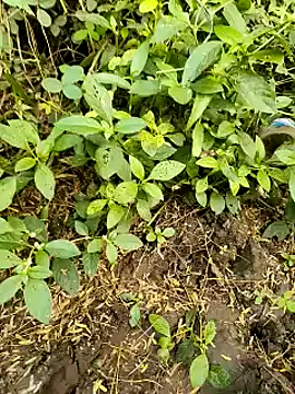 himvilohi08 online show from 10/20/25, 11:21