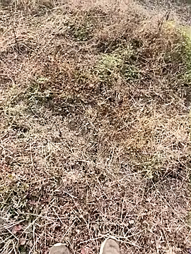 himvilohi08 online show from 01/09/26, 04:04